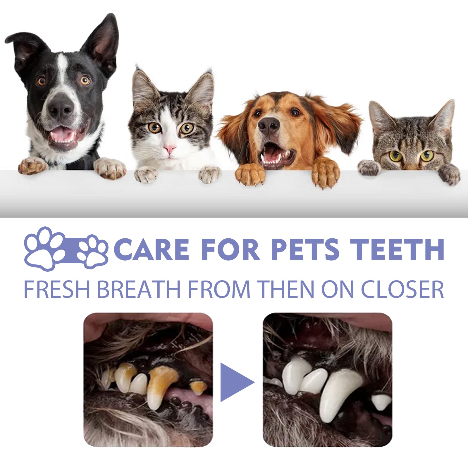 Spray Limpiador Dental para Perros y Gatos – Elimina Manchas y Refresca el Aliento